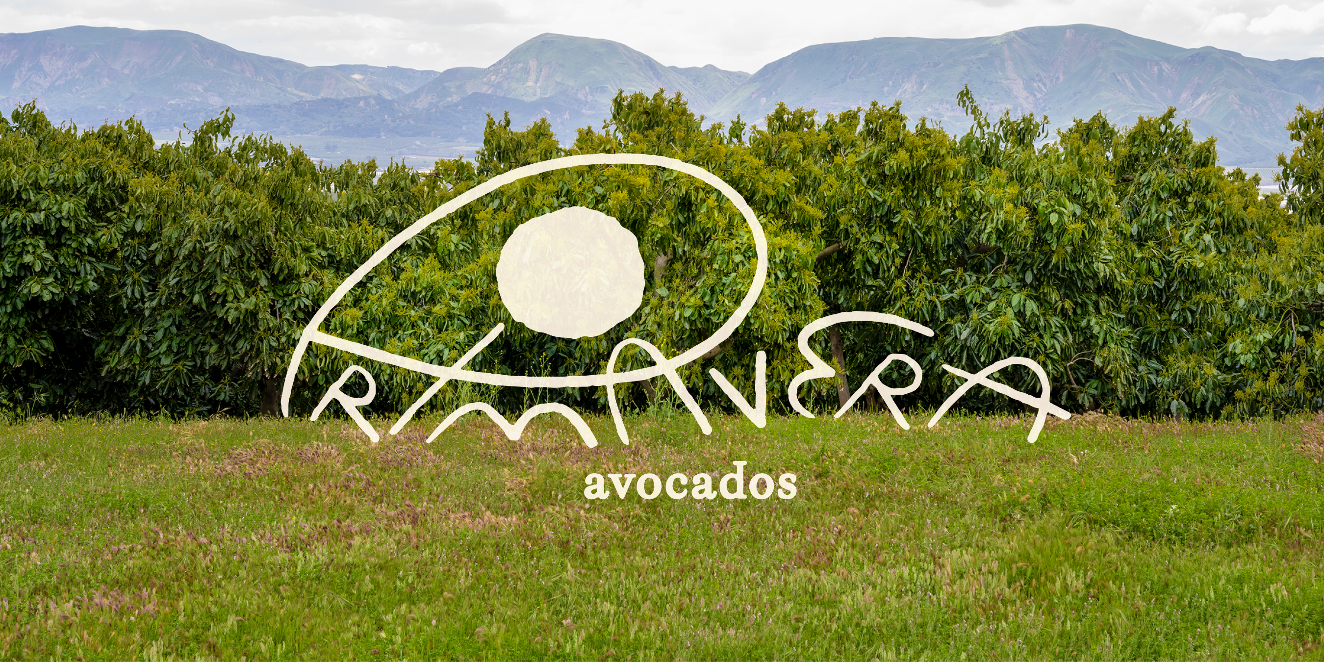 Avocados project preview